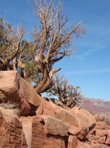 Grand Canyon árvore